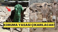 Uzmanlar, Güzellik Ürünlerine Olan Talebin Afrika'daki Eşeklerin Yok Olmasına Sebep Olduğunu Söyledi
