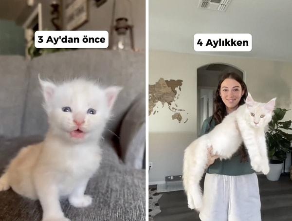 Bir kadın Maine Coon cinsi kedisinin 1 yıllık büyüme serüvenini, 60 saniyelik bir video ile gösterdi.