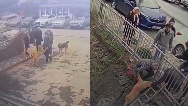 Köpeğin kurtarılma anı ve köpeğin kendisini kurtaran kişiye sevgi gösterisinde bulunması güvenlik kameralarına yansıdı.