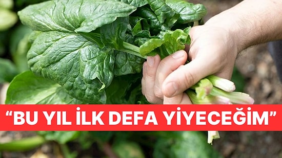 Çiftçi 42 Dönüm Ispanak Satılmayınca Ücretsiz Dağıtmaya Başladı