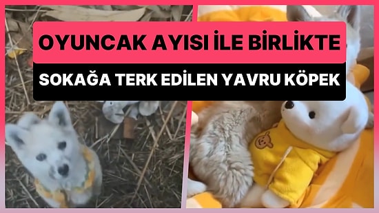 Oyuncak Ayısı ile Birlikte Terk Edilen Yavru Köpeği Kurtararak Sıcak Bir Yuvaya Kavuşturan Güzel İnsan
