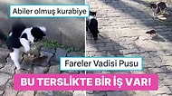 Bu İşte Bir Terslik Var: Kedilere Saldıran Asabi Semt Faresi İzleyenleri Kahkahaya Boğacak