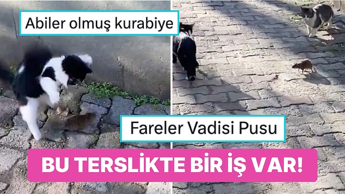 Bu İşte Bir Terslik Var: Kedilere Saldıran Asabi Semt Faresi İzleyenleri Kahkahaya Boğacak