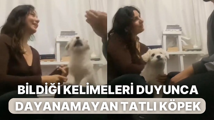 Bildiği Kelimeleri Duyunca Heyecandan Ne Tepki Vereceğini Şaşıran Tatlı Köpek Kalpleri Eritti