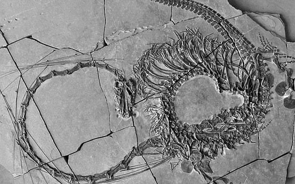 Bilim insanları, 240 milyon yıl öncesine ait bir sürüngenin fosilleşmiş kalıntılarını keşfetti. Bu hayvan uzun, yılan benzeri görünümü nedeniyle "Çin ejderhası" olarak adlandırıldı.
