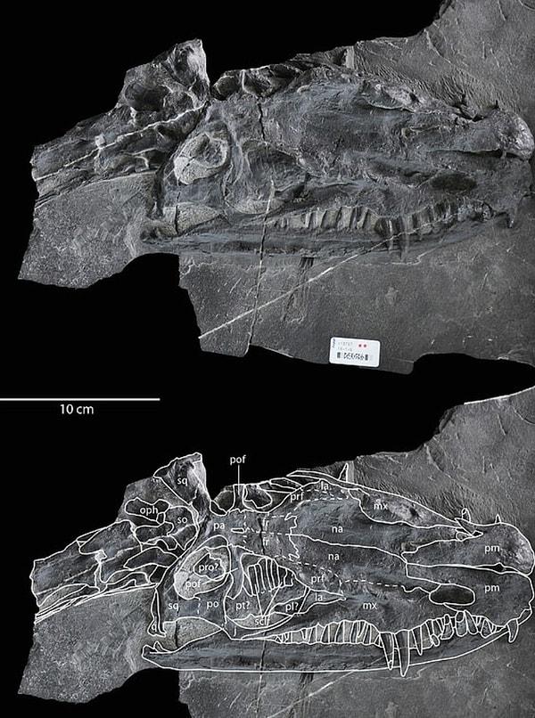 Geç Triyas dönemine ait fosilleşmiş iskelet kıvrılmış olarak bulunmasına rağmen ölçüm yapılabildi. Burnundan kuyruğuna kadar yaklaşık beş metre uzunluğunda olduğu tespit edildi.