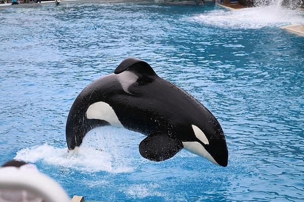 Katil balina ya da Orka olarak bilinen bu güçlü ve devasa deniz hayvanları, yunus ailesine aittir ve okyanusta bulabileceğiniz en etkileyici hayvanlardan biridir.