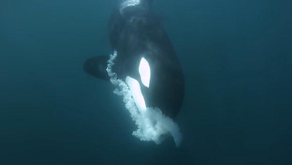 En yaygın rüyalardan biri, bir katil balina besleme rüyasıdır.