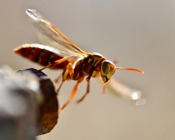 4. Eşek arısı sokması: