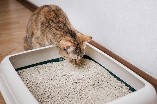 3. Kedi kumu kullanımı ilginç bir çözüm yöntemi olabilir.