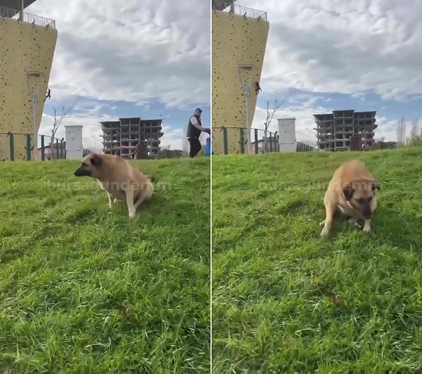 Bursa'da Hüdavendigar parkında yaşanan olayda köpeğin numarasını bilen bir vatandaş ise o anları kaydetti. O anları kaydeden ve köpeğin numarasını da bilen vatandaş, 'Zabıta geliyor' dedi.