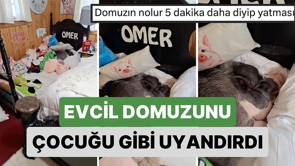 Kendi Yatağının Yanında Yatak Verdiği Evcil Domuzunu Çocuğu Gibi Uyandıran Kadının Videosu Viral Oldu
