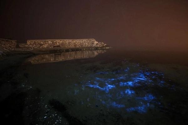 Nadir rastlanan deniz biyolojisiyle ilgili olayı canlı izlemek isteyenler gece saatlerinde kıyılara geldi.
