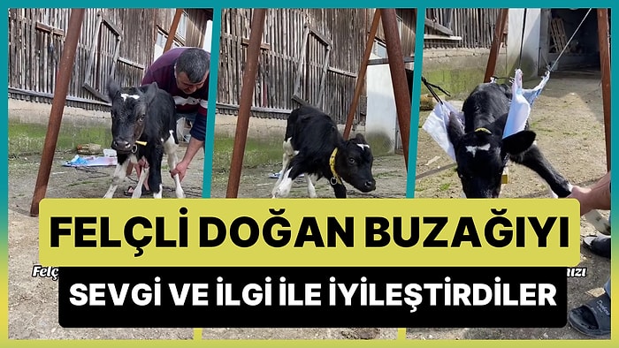 Felçli Olarak Dünyaya Gelen Buzağıyı İlgi ve Sevgi ile İyileştiren Güzel İnsanlar