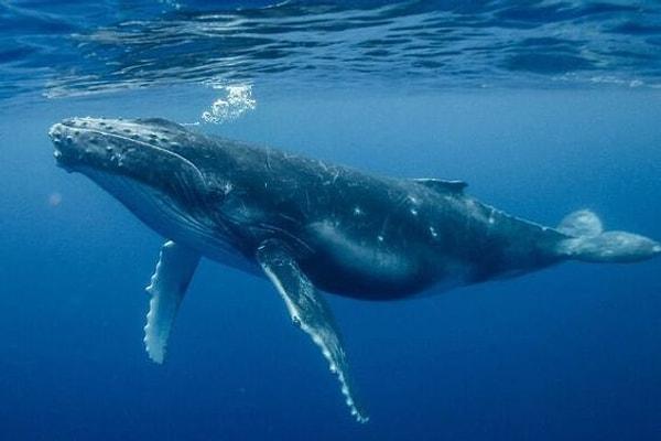 Eğer beklendiği gibi seksin çoğu sıcak sularda gerçekleşiyorsa, bu durum balinaları iş üstünde yakalama şansımızı artıracaktır. Ancak şimdiye kadar, deniz memelilerinin çiftleşme hazırlığı için hidrodinamiği feda ettiği penis çıkarma vakaları bile kambur balinalarda nadiren görülmüştür.