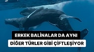 Doğa Tarihinde Benzersiz Bir An! İki Erkek Kambur Balinanın Çiftleşmesi İlk Defa Görüntülendi