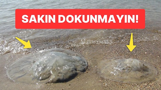 Akdeniz’deki ‘Göçmen Denizanası’ Uyarısı: “Ölü Olsa Bile Sakın Dokunmayın”