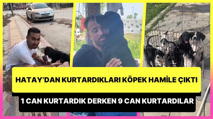 Hatay'dan Kurtarıldıktan Sonra Hamile Olduğu Ortaya Çıkan Köpeğin Ödüllü Film Gibi İzleyeceğiniz Hikayesi