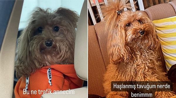 Pınar Soykan'ın köpeği Kızım'ın evde bir odası, dolabı ve bir sosyal medya hesabı bulunuyor.