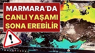 Marmara Denizi'nde 'Oksijen' Alarmı: Tedbirler Alınmazsa Canlı Yaşamı Sona Erebilir!