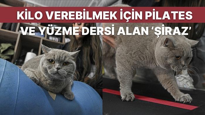 Obez Teşhisi Konulan Kedi Şiraz’ın Fazla Kilolarından Kurtulmak İçin Pilates ve Yüzme Dersi Aldığı Anlar