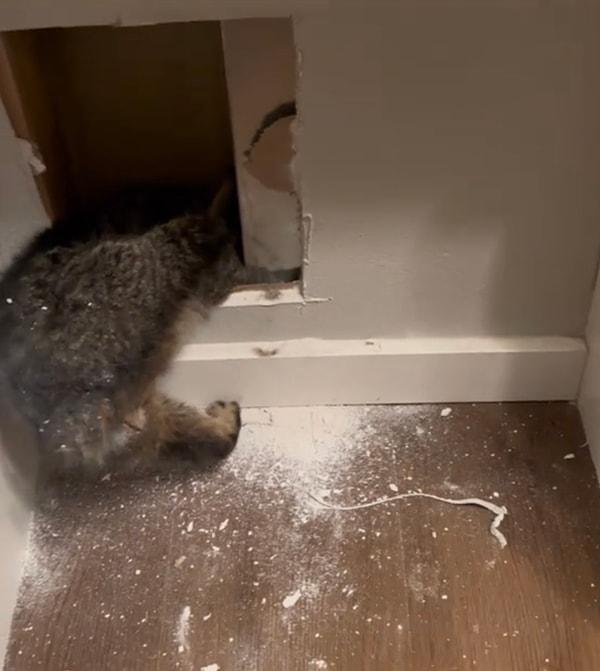 Bir sokak kedisi bahsi geçen evin tavan arasına çıkıp ardından ise oradaki boşluktan düşerek dolaplarının ve yemek odalarının arasına sıkıştı.