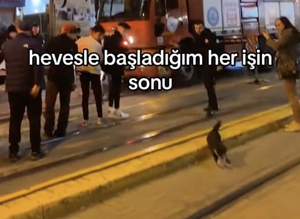 Oradakilerin yüreklerini ağızlarına getiren kedi, saniyeler içinde gözden kayboldu.