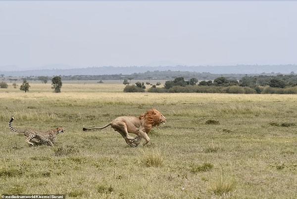 10. Aslanı yavrularından uzaklaştırmak için kovalayan bir çita: