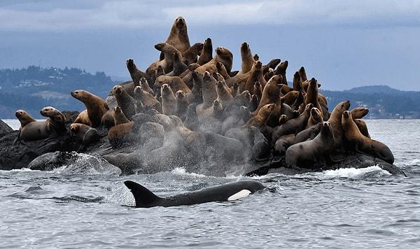 14. Deniz aslanlarını öğle yemeği olarak seçtiği bariz olan bir katil balina: