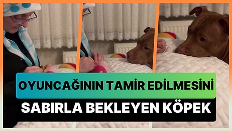 Isırıp Kopardığı Oyuncağı Anneannesinin Tamir Etmesini Büyük Bir Sabırla Bekleyen Koca Bebek