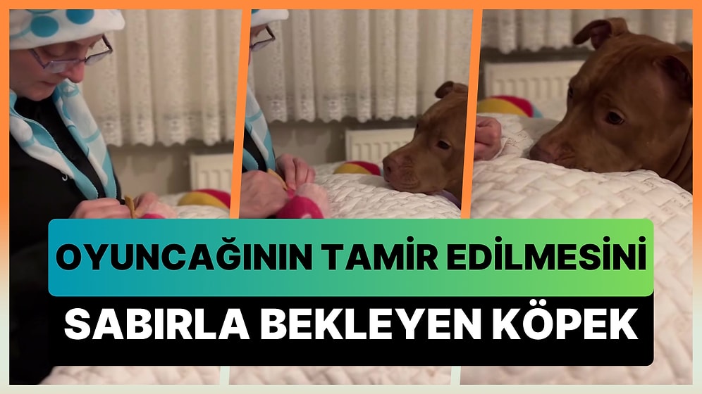 Isırıp Kopardığı Oyuncağı Anneannesinin Tamir Etmesini Büyük Bir Sabırla Bekleyen Koca Bebek