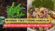 En Yüksek Vitamin ve Minerali Almak İçin Hardal Otunu Nasıl Pişirmeniz Gerektiğini Açıklıyoruz