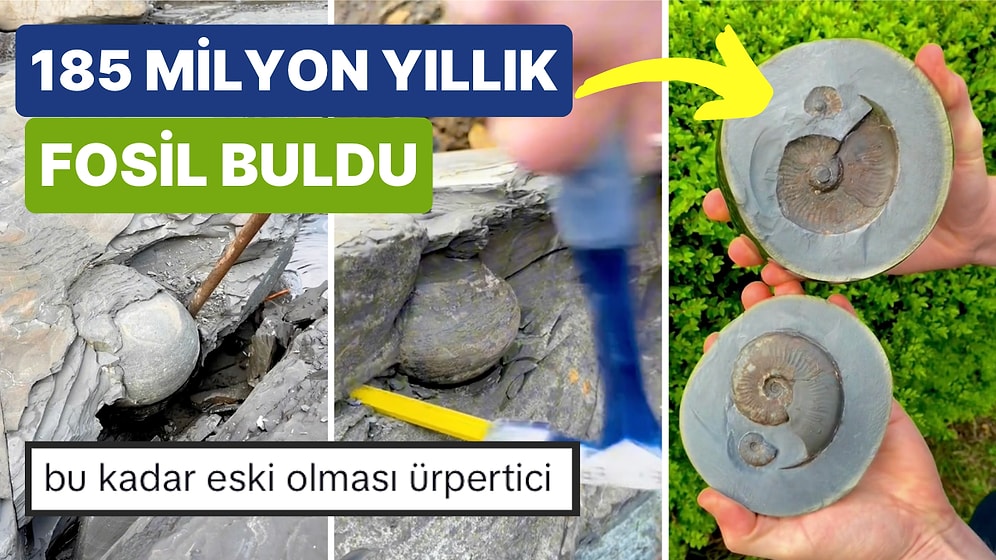 Bir Fosil Avcısı 185 Milyon Yıllık Ammonit Fosilini Çıkarma Anını Paylaştı