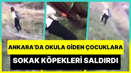 Ankara Mamak'ta Okula Giden Çocuklara Sokak Köpekleri Saldırdı