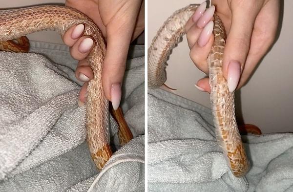 Sosyal medyada evcil yılanı ile videolar paylaşan bir kadın, yılanının deri değiştirme anını da paylaştı.