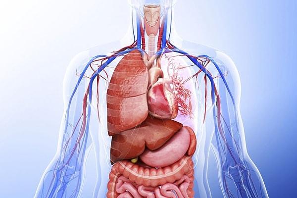 11. İnsan vücudunun 79. organı olarak kayda geçen sindirim sitemine ait organ hangisidir?
