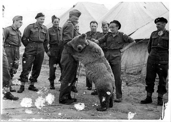 15. Silah arkadaşlarıyla oynarken görülen asker ayı, Onbaşı Wojtek. (1942)