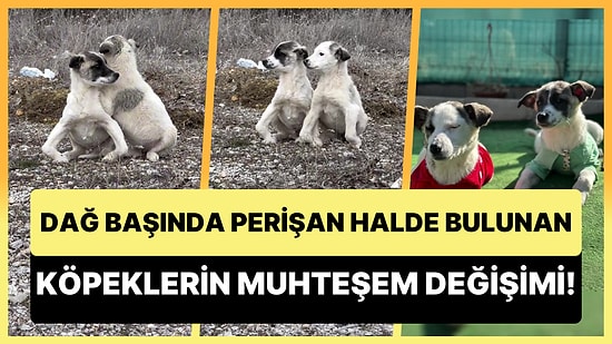 Dağ Başında Açlıktan Perişan Hale Gelen Köpeklerin İyi İnsanların Ellerinde Yaşadıkları Muhteşem Değişim