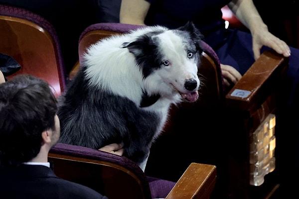 Bu sene törenin en çok konuşulan isimlerinden biri "Bir Düşüşün Anatomisi" filmiyle tanınan köpek oyuncu Messi'ydi.