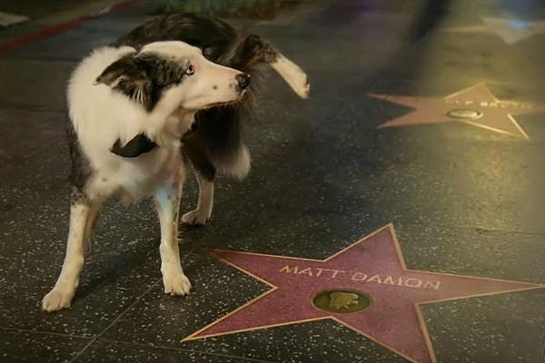 Yayının sonunda kameralar Messi’ye döndüğünde, Oppenheimer’ın ünlü oyuncusu Matt Damon’ın Hollywood Walk of Fame'deki yıldızına işerkenki görüntüsüne odaklandı.