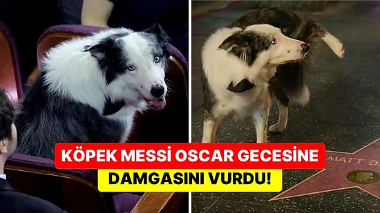 "Bir Düşüşün Anatomisi" Filmiyle Ünlenen Köpek Messi Hollywood Bulvarı'ndaki Matt Damon'ın Yıldızına İşedi!