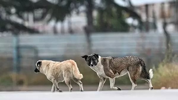 Saadet Partisi: "Başıboş tüm köpekleri toplayacağız"