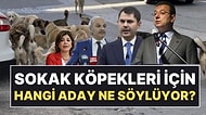 İstanbul'da Sokak Köpekleri İçin Hangi Aday Ne Söylüyor? Barınak, Toplatma, Yaşam Merkezi...