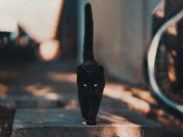 9. Kara kedi görmenin uğursuzluk getireceğine inanır mısın?