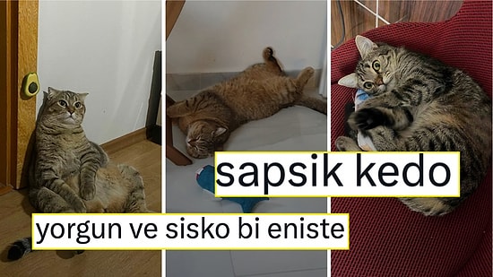 Trendyol'daki Kedi Ürünlerine Yapılan Görselli Yorumlarla Günümüzü Şenlendiren Kedolar