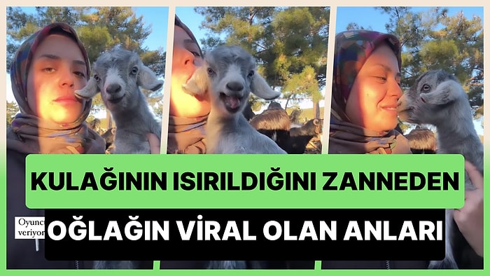 Oyunculuk Desen Var: Kulağının Isırıldığını Zanneden Oğlağın Viral Olan Anları