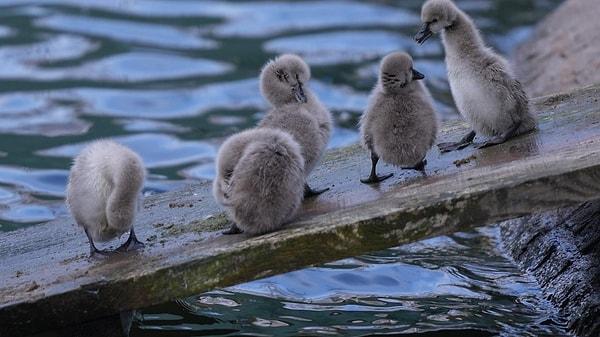 Kuğulu Park'ın en yeni ve sevimli üyeleri ise dünyaya yeni gelen 5 siyah kuğu yavrusu.