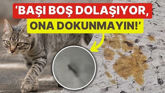 Kimyasal Variline Düşen Kedi Kentte Panik Yarattı! 'Başıboş Dolaşıyor, Lütfen Ona Dokunmayın'