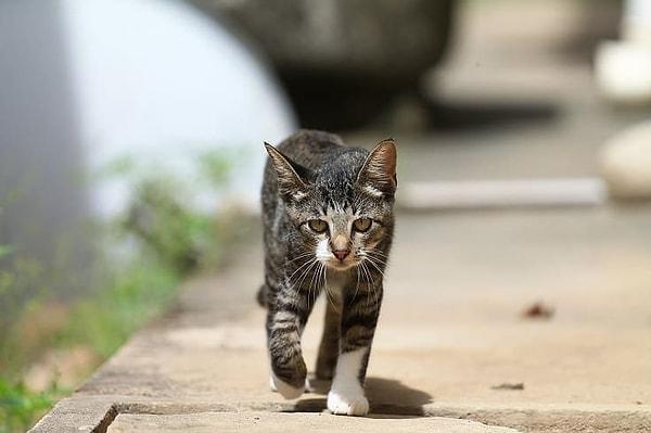 Ulusal basındaki habere göre, Hiroşima eyaletinin Fukuyama kentinde gece karanlığında kaybolan bir kedi için bölge halkına 'yaklaşılmaması' uyarısı verildi.