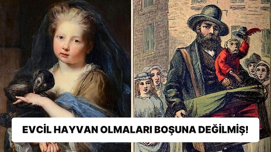 İnsanların Antik Çağ'dan Başlayarak Modern Döneme Kadar Maymunları Evcil Hayvan Olarak Tercih Etmeleri